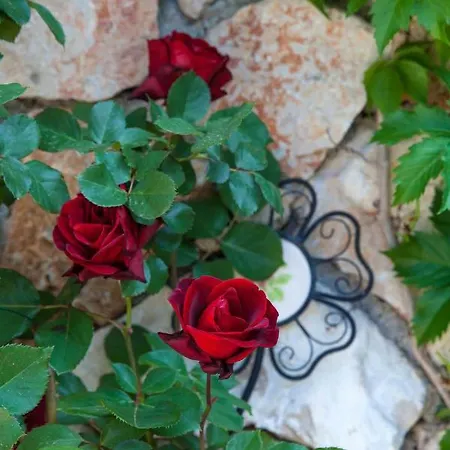 Willa Oliva Bribir (Primorje-Gorski Kotar)